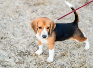 Teach Your Puppy to Walk Confidently on a Leash: A Step‑by‑Step Guide