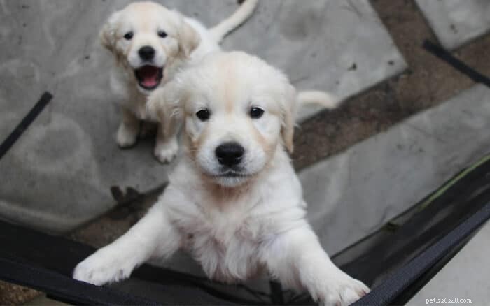 兄弟犬を上手に育てるための専門家の 7 つのヒント 