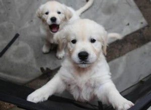 7 Expert Tips for Successfully Raising Sibling Puppies