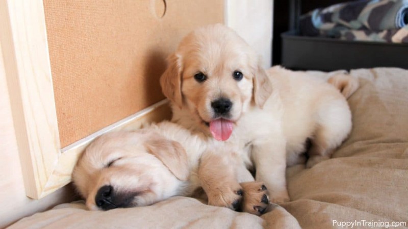 兄弟犬を上手に育てるための専門家の 7 つのヒント 