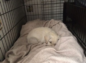 Midwest Life Stages Metal Dog Crate Review: Expert Insights & Buying Guide