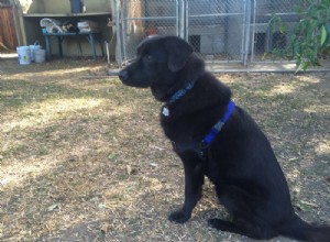 Stop Leash Pulling: Review of the Easy Walk Dog Harness – The Solution for Your Dog