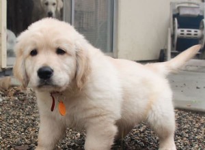 Stop Your Puppy From Peeing Inside After Going Outside: A Proven Training Guide
