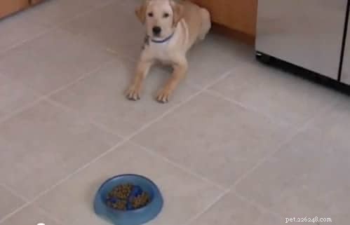 犬の早食いを防ぐスローフィーダー犬用ボウルトップ 3 