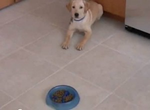 Top 3 Slow-Feeder Dog Bowls to Stop Your Dog from Eating Too Fast