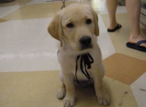 Top 5 Must‑Visit Dog Resources for Owners