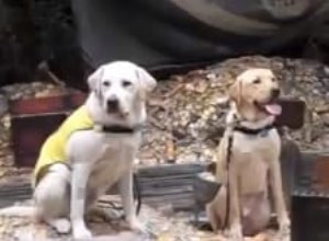 Puppy In Training TV – Episode 17: Exploring Disneyland with Our Guide Dog Pup