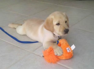 Top 6 Must-Read Dog Blogs You Can t Miss