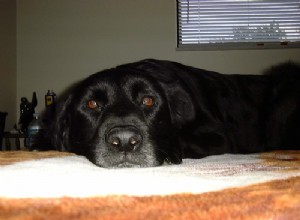 How to Prevent and Treat Car Sickness in Dogs: Quick Tips & Solutions