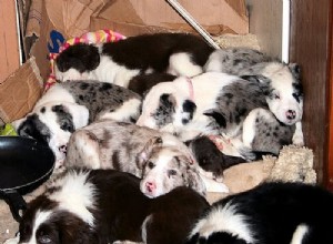 Meet the Sprollies: Adorable Puppy Photos from PuppyParade