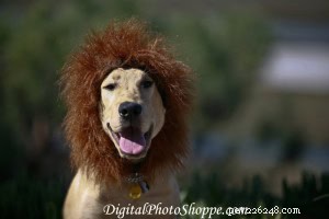 DIY 犬コスチューム:毛むくじゃらのお友達のために素敵なハロウィーンの衣装を作りましょう 