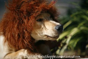 DIY 犬コスチューム:毛むくじゃらのお友達のために素敵なハロウィーンの衣装を作りましょう 