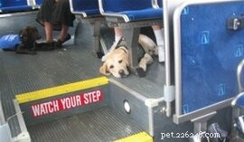 Spotting Dogs on Buses: Service Animal Rules & Tips for Dog Owners