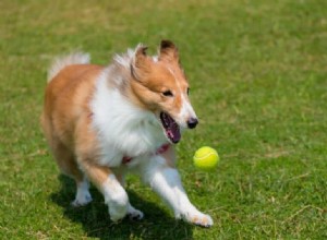 Beyond Treats: Alternative Rewards for Effective Dog Training