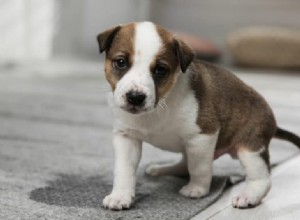 Does Rubbing Your Dog’s Nose in Its Urine Actually Work? Separating Fact from Fiction