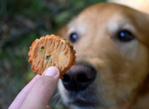 When Is the Right Time to Phase Out Treats in Dog Training?