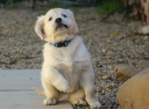 Why Your Dog Won’t Come Inside When Called: Causes & Proven Fixes