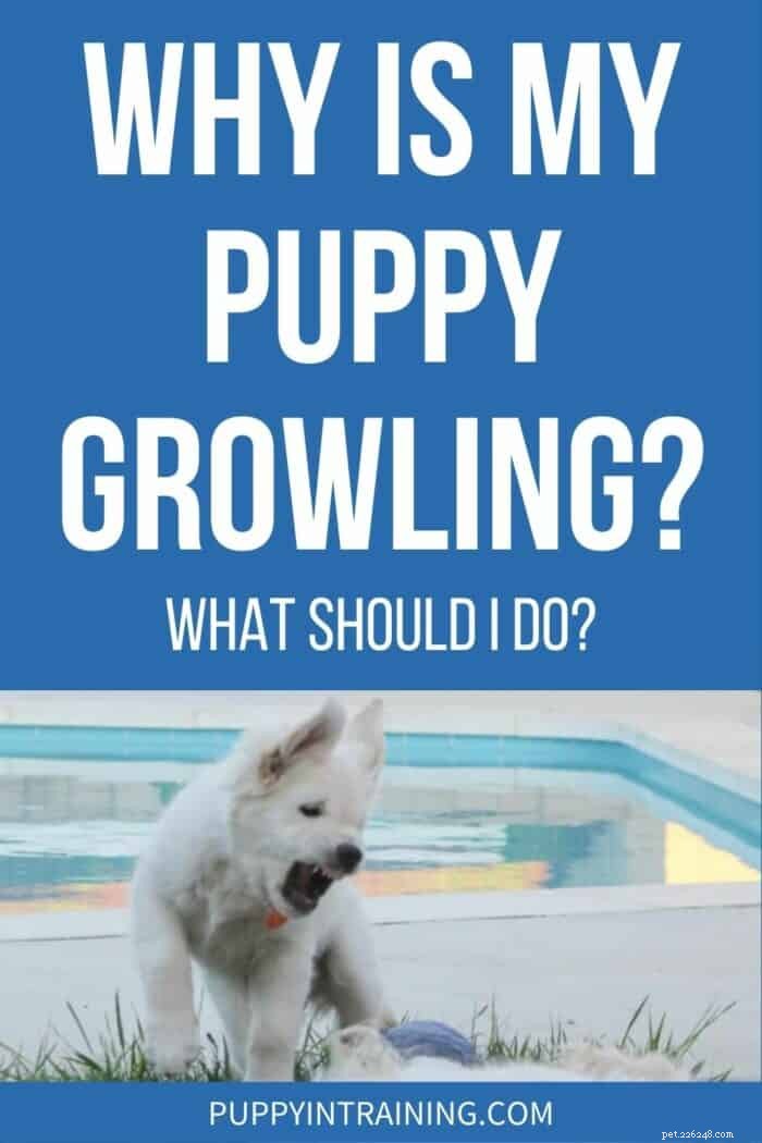 私の子犬がうなるのはなぜですか?安全に理解して対応する方法 
