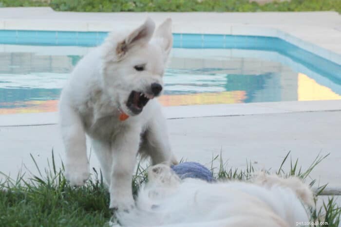 私の子犬がうなるのはなぜですか?安全に理解して対応する方法 