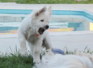 Why Does My Puppy Growl? How to Understand and Respond Safely