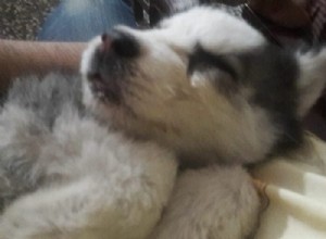 Effective Ways to Calm Your Energetic Puppy
