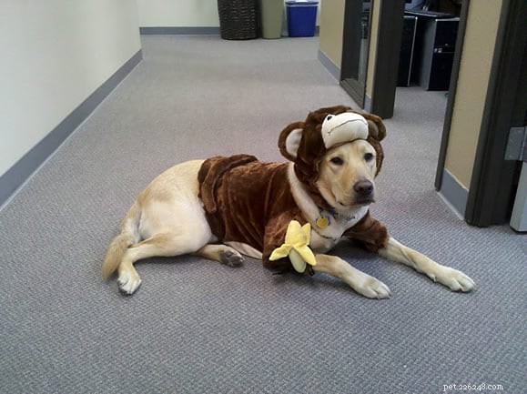 Os benefícios de vestir seu cachorro com uma fantasia de Halloween 