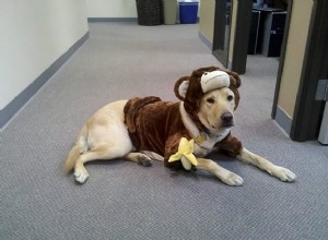 The Benefits of Dressing Your Dog in a Halloween Costume