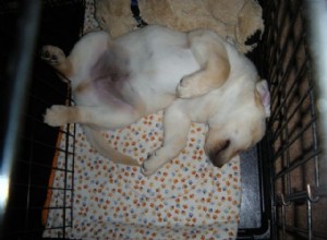 Avoid These 6 Common Puppy Training Mistakes
