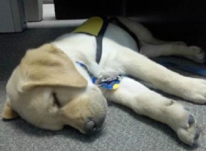 7 Essential Steps to Safely Puppy-Proof Your Home