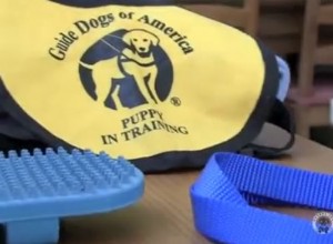 Your Complete Puppy Starter Kit: 12 Must‑Haven Essentials for a Happy New Companion