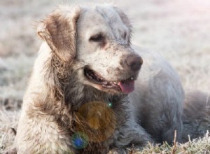 Understanding Your Golden Retriever’s Odor: Causes & Solutions
