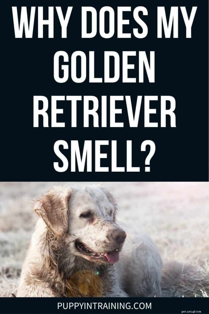 De geur van uw Golden Retriever begrijpen:oorzaken en oplossingen 