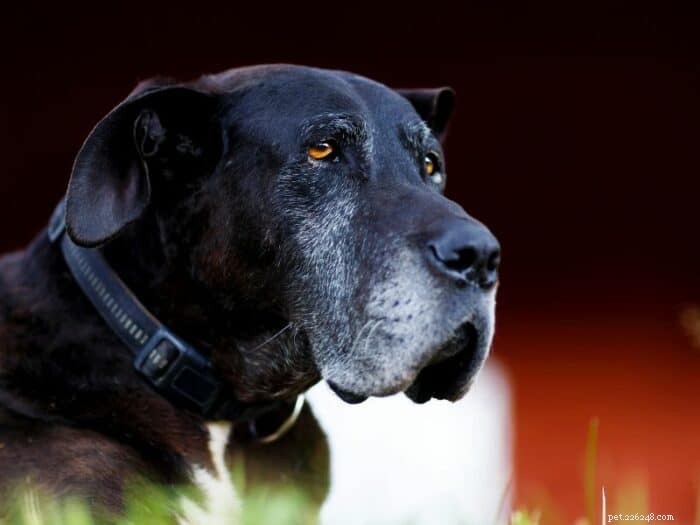 Hoe vestibulaire aandoeningen bij oude honden te onderscheiden van een beroerte 