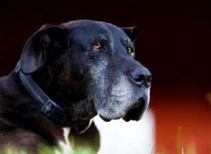 How to Distinguish Old‑Dog Vestibular Disease from Stroke