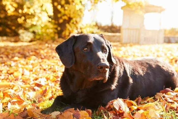 Hoe vestibulaire aandoeningen bij oude honden te onderscheiden van een beroerte 