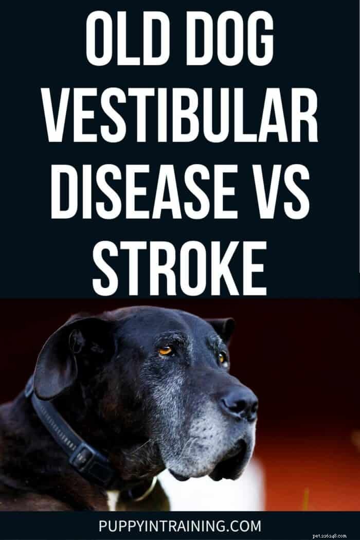 Hoe vestibulaire aandoeningen bij oude honden te onderscheiden van een beroerte 