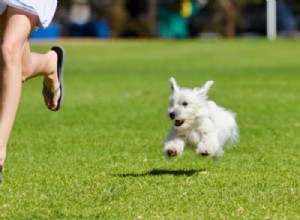 Dogs vs Humans: Who Is Faster? A Clear Comparison