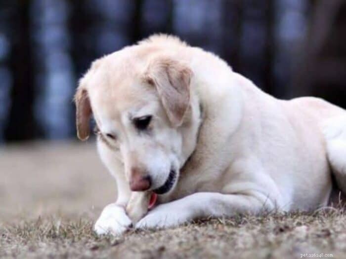 Är hundhorn säkra? Experttränare väger in 