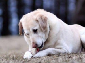 Are Dog Antlers Safe? Expert Trainer Weighs In