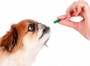 Effective Pain Relief Options for Dogs: Safe Remedies & Care Tips