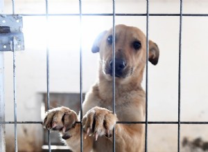 Ways to Support Shelter Dogs When Adoption Isn’t an Option