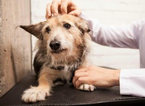 How to Secure Pet Insurance for Your Rescue Dog