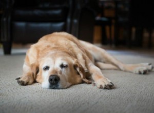 Determining the Age of Your Rescue Dog: 6 Reliable Indicators