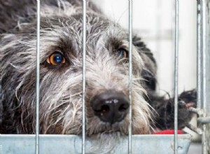Find Your Perfect Companion: Dogs Available for Adoption in Nunavut