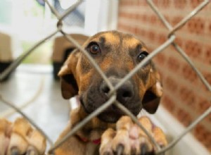 Find Your Ideal Companion: Trusted Dog Adoption in Saskatchewan