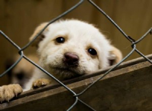 Discover the Perfect Dog for Adoption in Alberta, Canada
