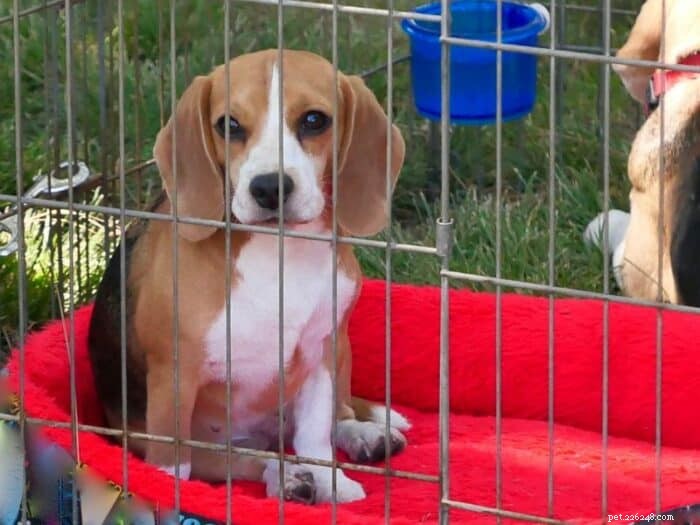 Find Your Ideal Dog for Adoption in Ontario, Canada – Trusted Shelters &Rescues 