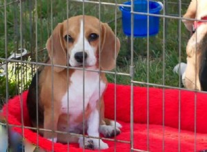 Find Your Ideal Dog for Adoption in Ontario, Canada – Trusted Shelters & Rescues