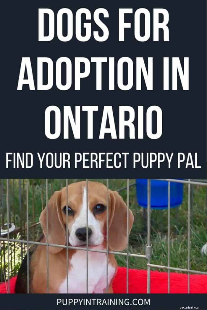 Find Your Ideal Dog for Adoption in Ontario, Canada – Trusted Shelters &Rescues 