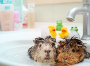 Can Guinea Pigs Swim? Separating Myth from Reality